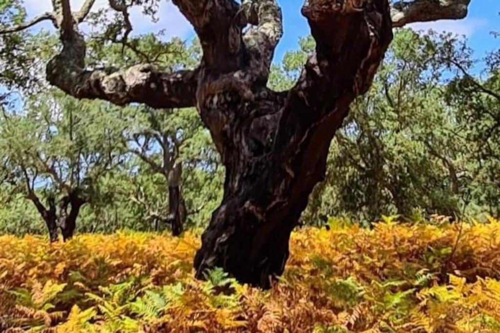 Alto Das Vinhas Lovers - Sesimbra Buitenkant foto